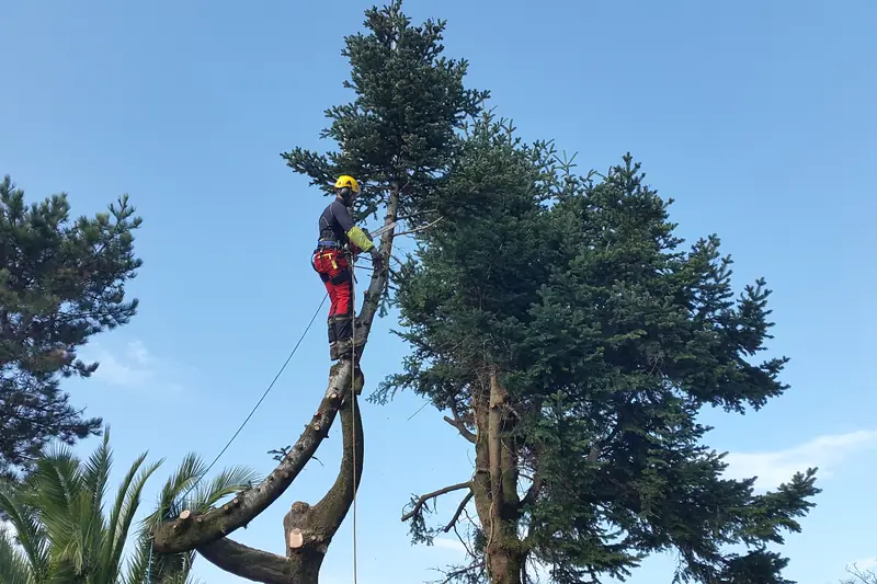 Élagueur grimpeur en progression dans un arbre, travail sur corde