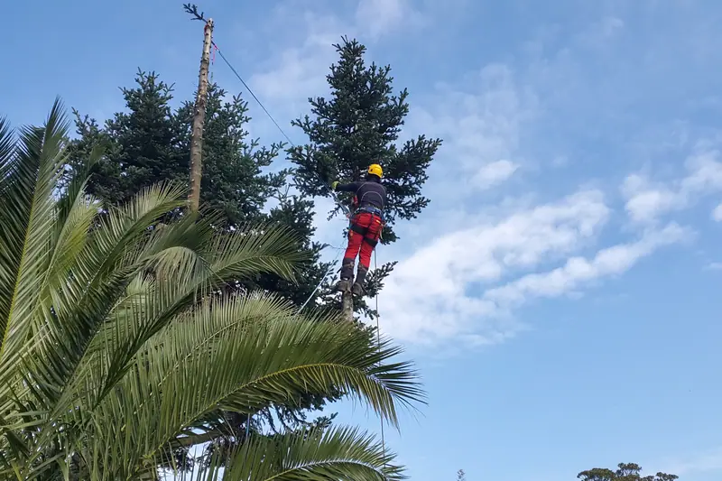 Élagueur grimpeur en progression dans un arbre, travail sur corde